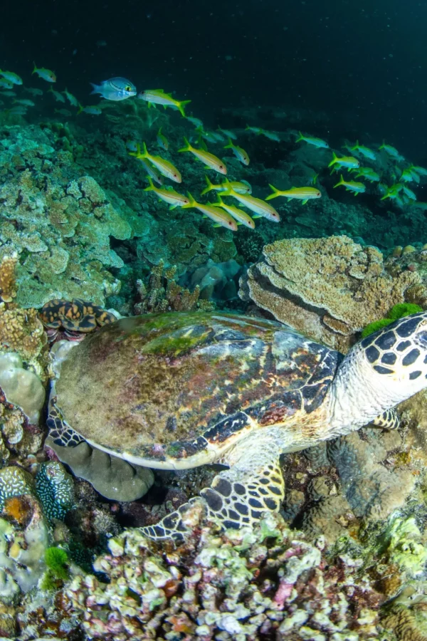 Diving Cruise in Khao Lak