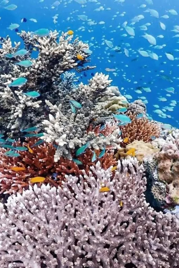 Explore Koh Surin