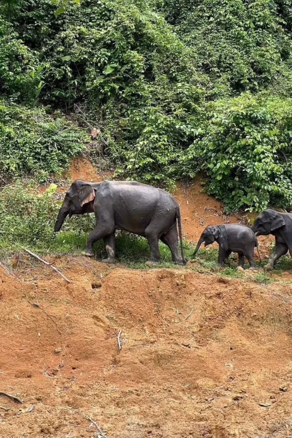 Avis sur le Khao Lak Elephant Sanctuary